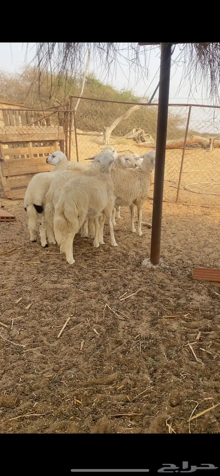 طليان اضاحي 2