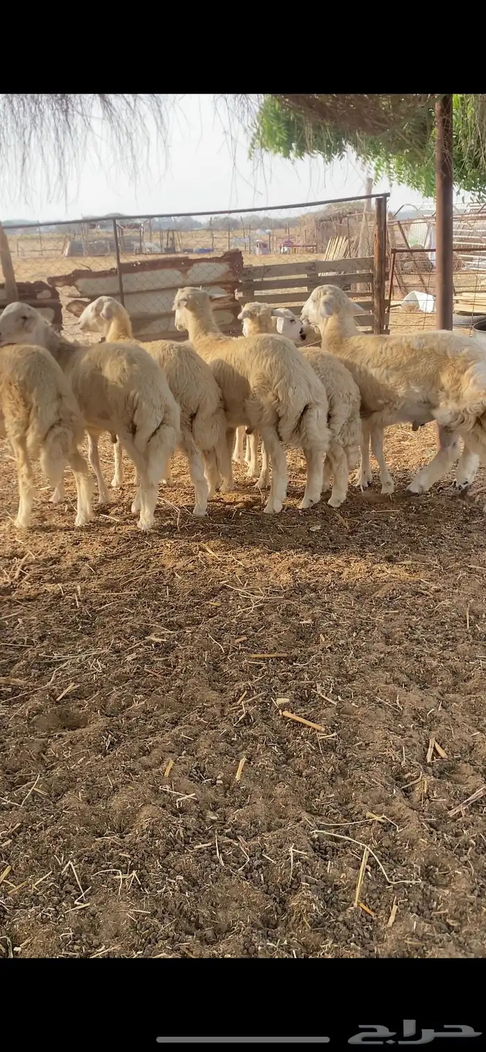 طليان اضاحي 1