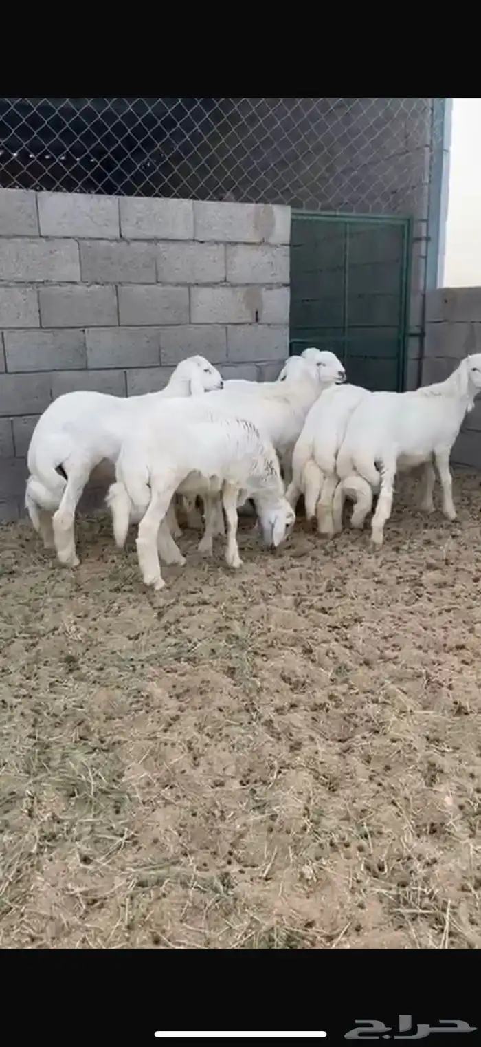 7 خرفان جبرات كفو شي ناهي ومسكت ( تم البيع ) 0
