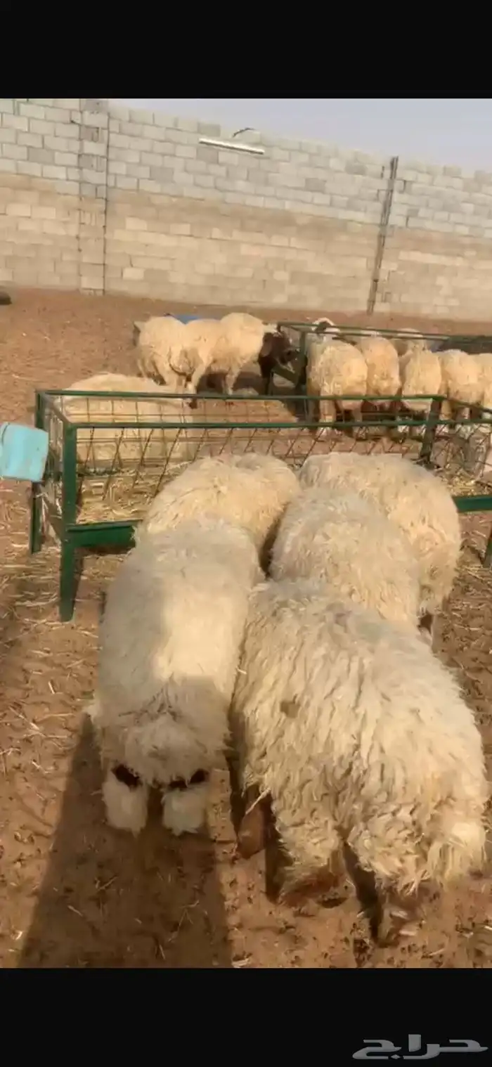 خرفان ورخال ضحايا 2