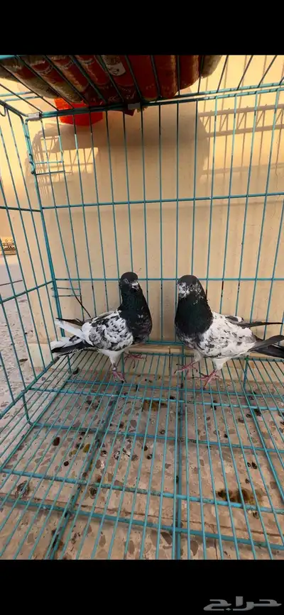 حمام باكستاني 3