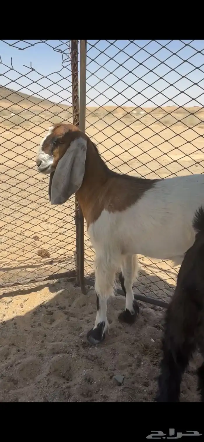 جفره طيبه 0