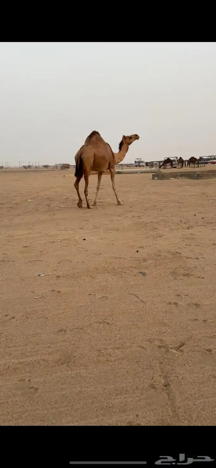 تم  البيع تم البيع 4