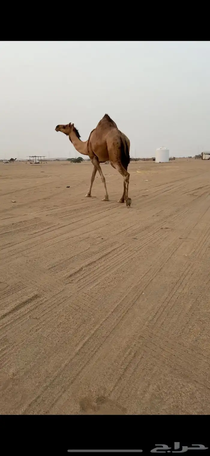 تم  البيع تم البيع 0