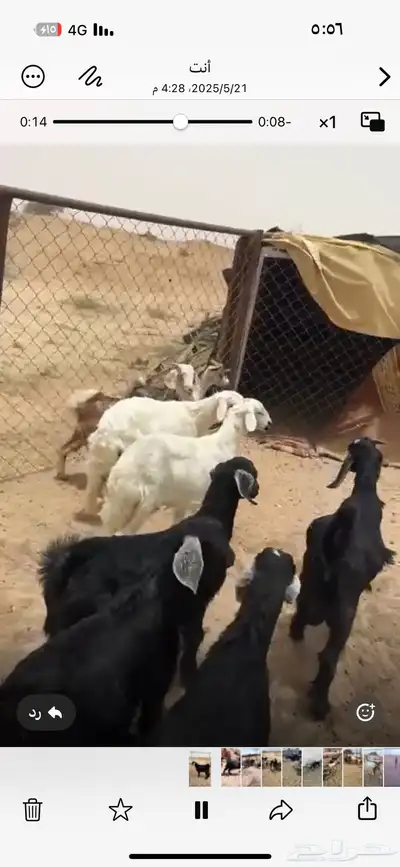 7 من العرس و 2 رخال 0