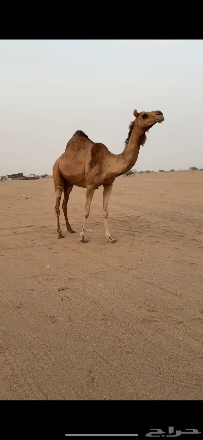 تم  البيع تم البيع 1