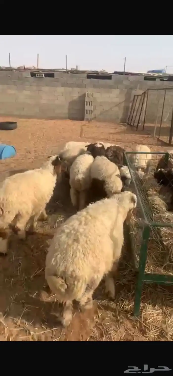 خرفان ورخال ضحايا 0