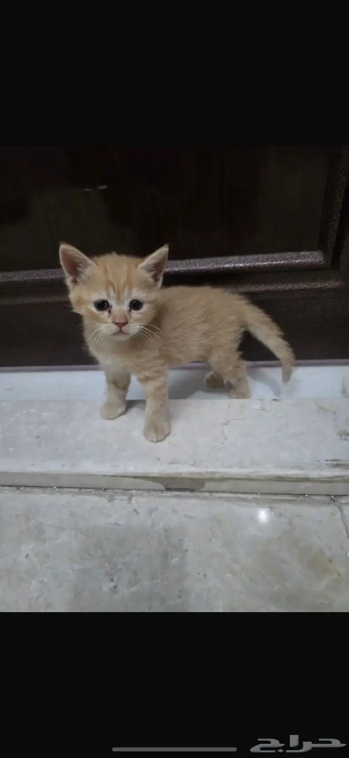 قطه لتبني هي وعيالها مع بعض 1