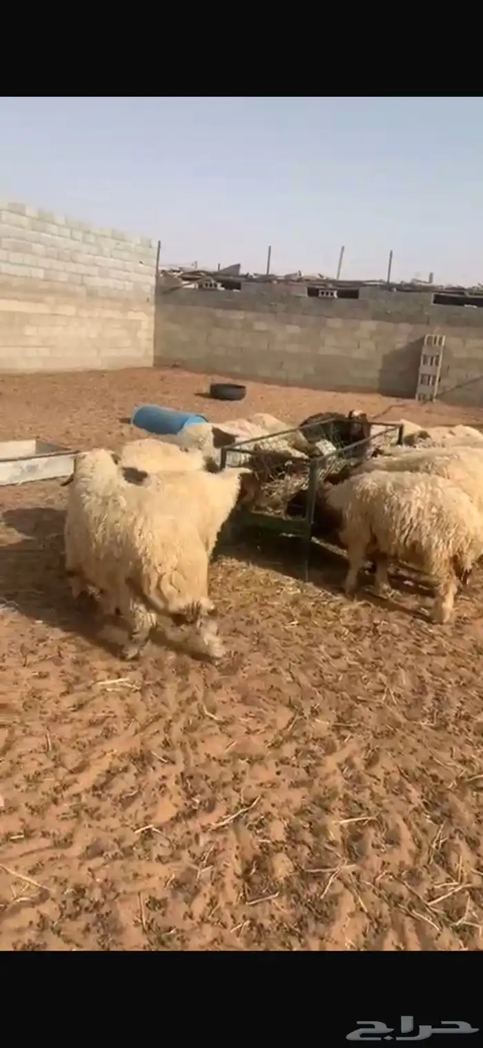 خرفان ورخال ضحايا 1