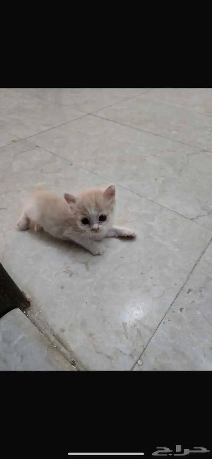 قطه لتبني هي وعيالها مع بعض 2