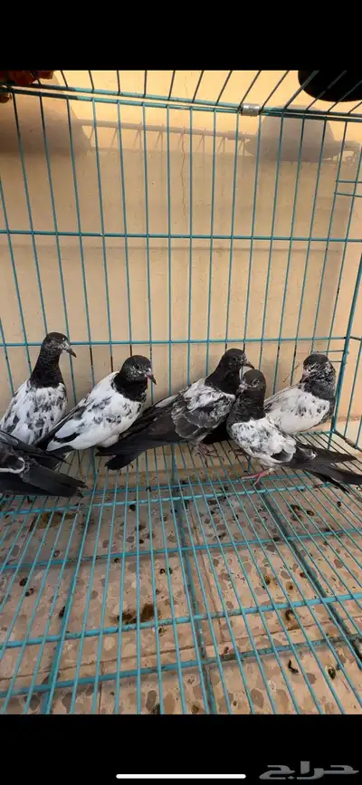 حمام باكستاني 2