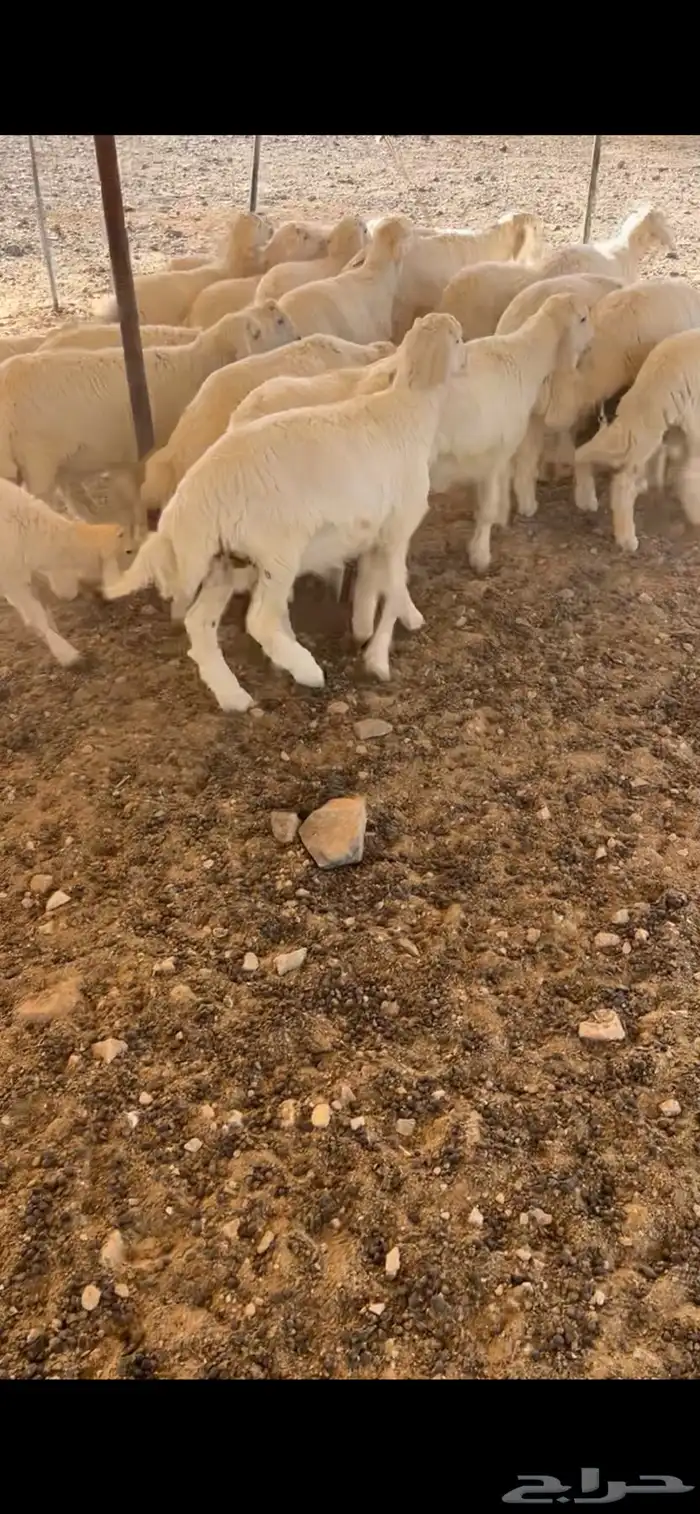 بهم حري 1