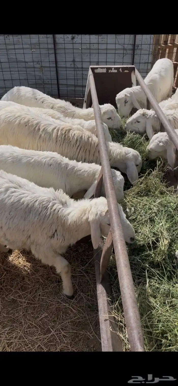 اضاحي حري 1260 8