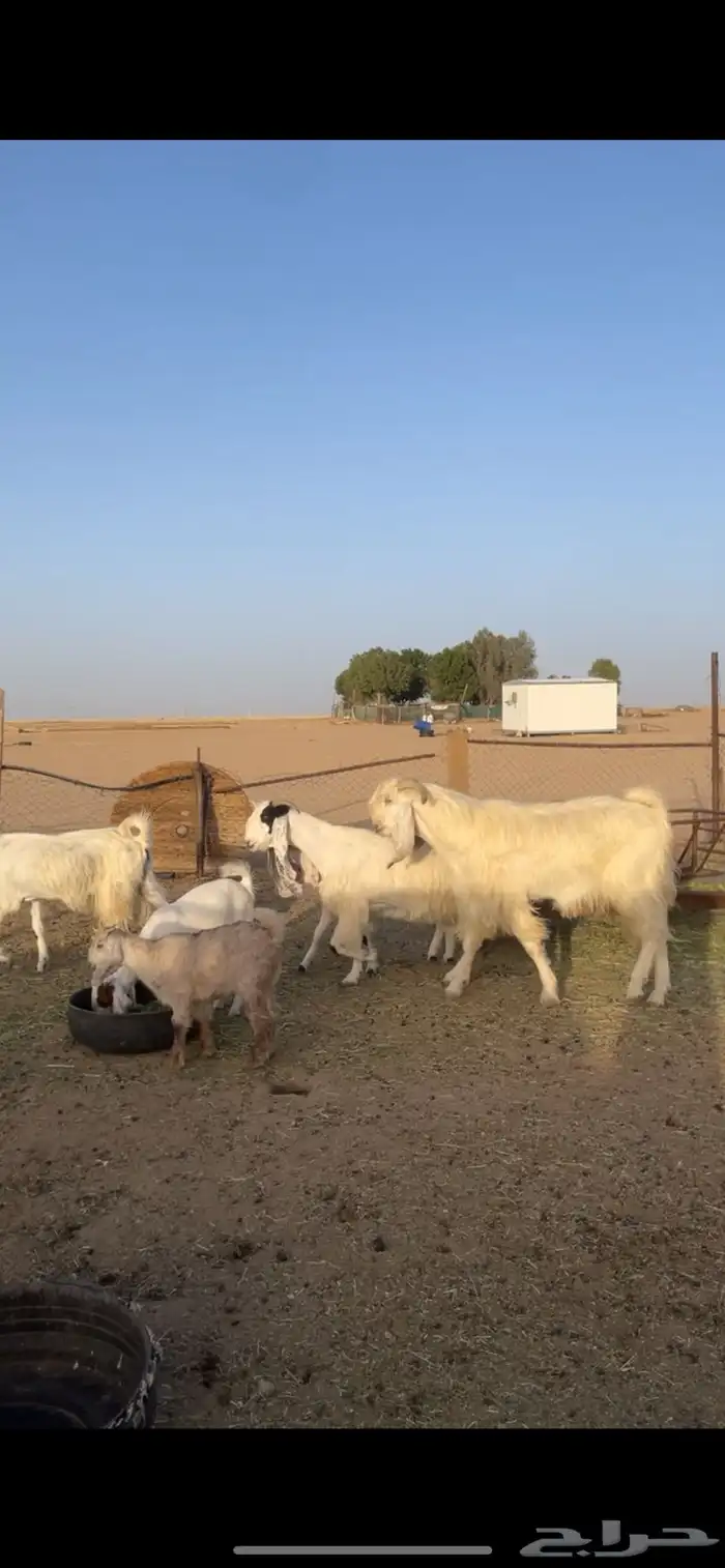 معزا مشاريك رغايث بفحلها 0