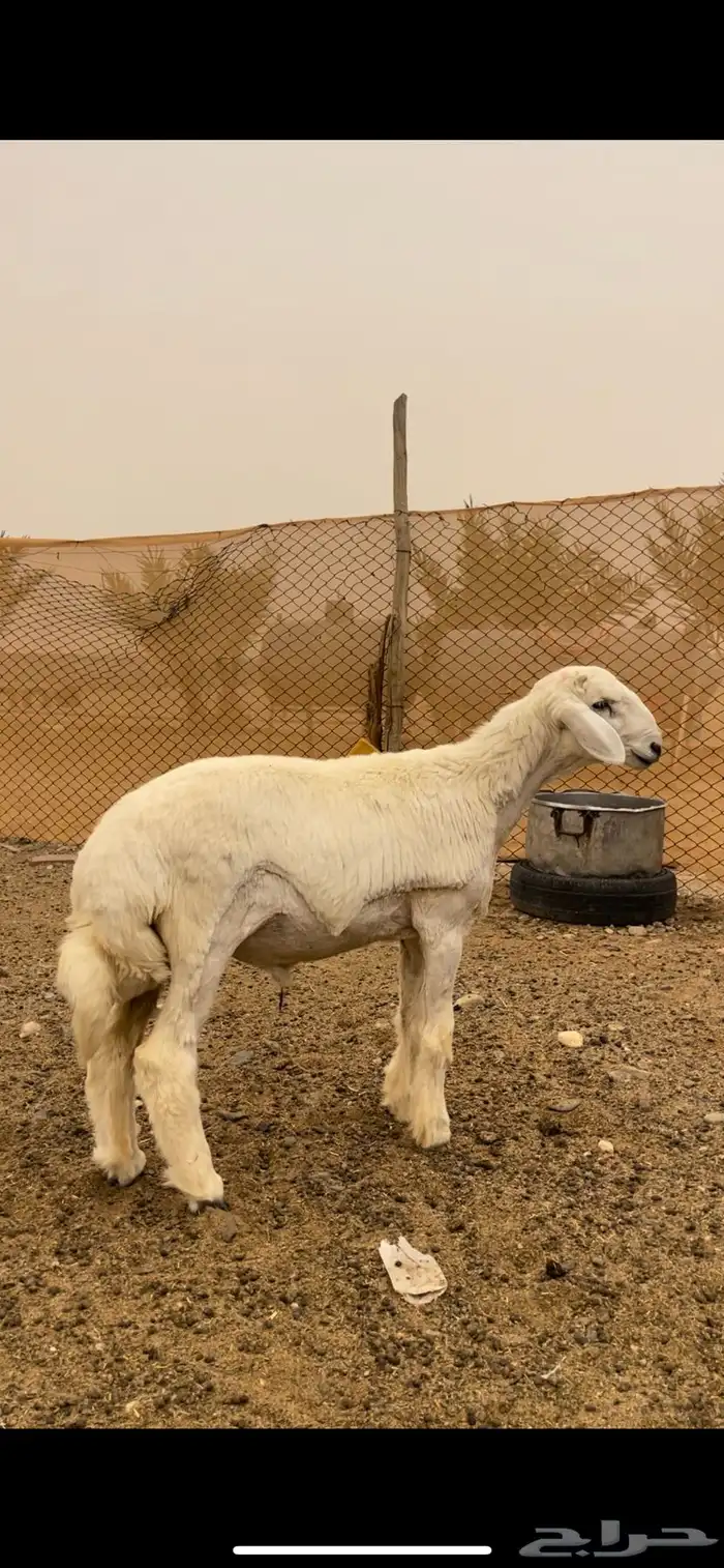 مشروع فحل حري ( تم البيع ) 1