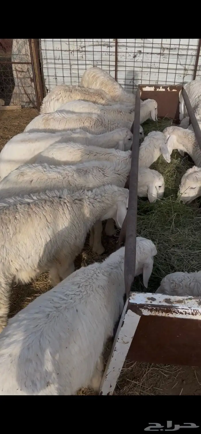 اضاحي حري 1260 10