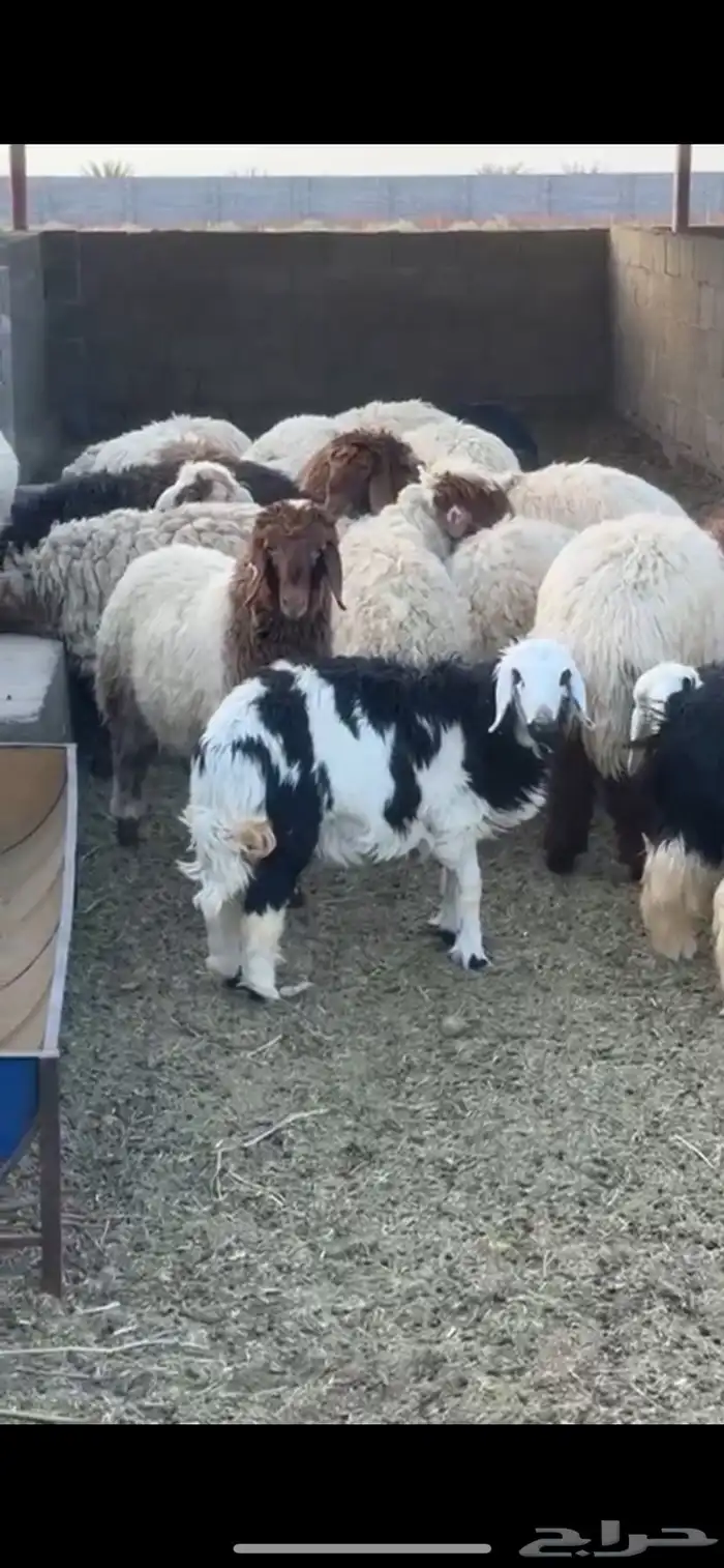 خرفان نعيمي و نجدي 0