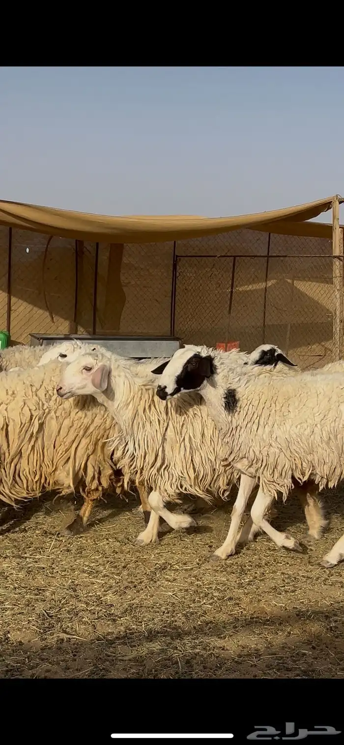ضان متابيع ودفيع 1
