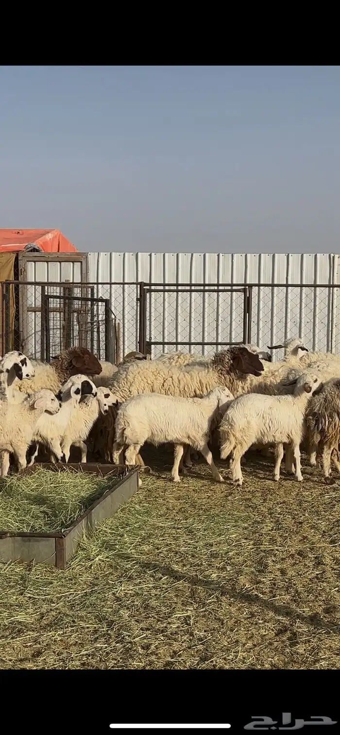 ضان متابيع ودفيع 5