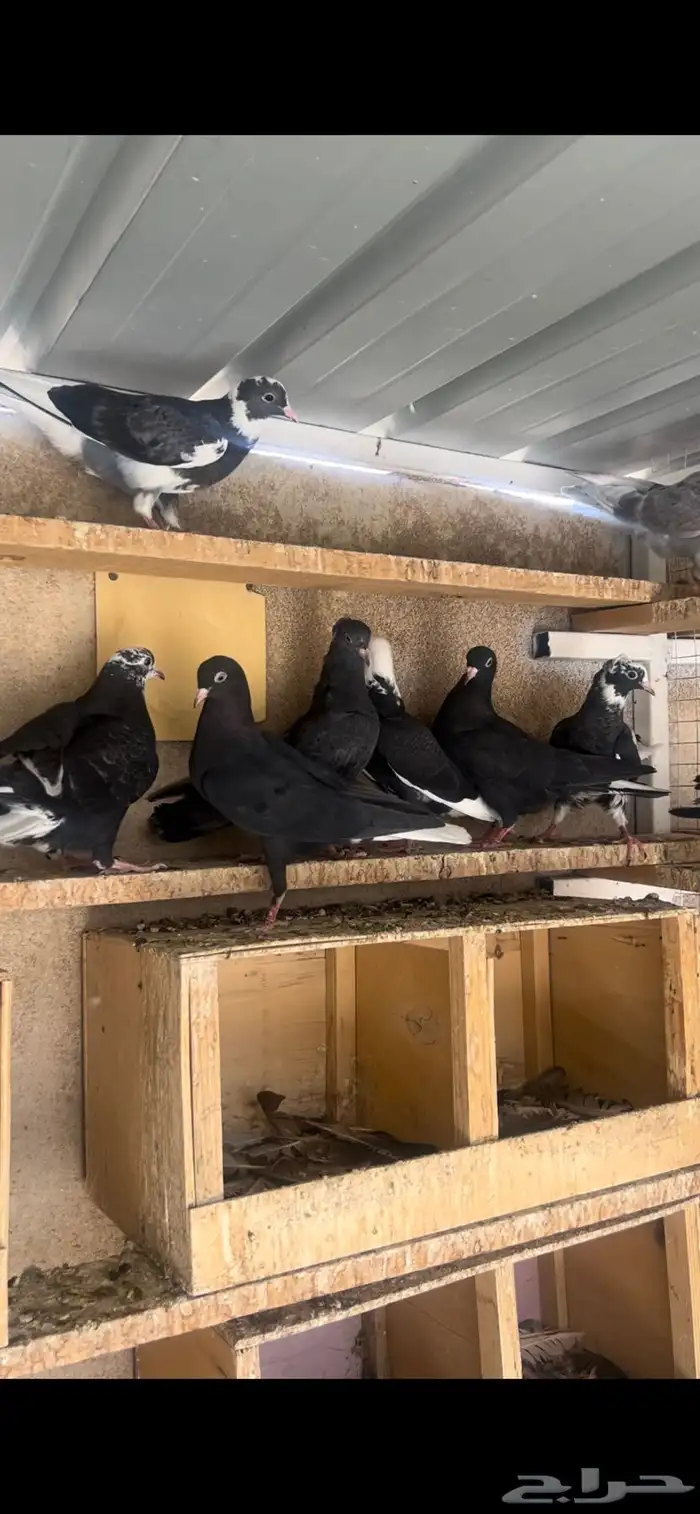 طبات حمام قطيفي للبيع 1