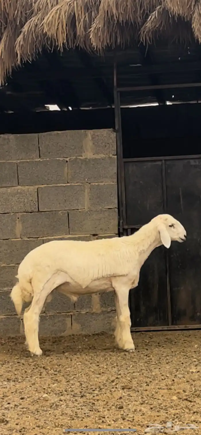 مشروع فحل حري ( تم البيع ) 2