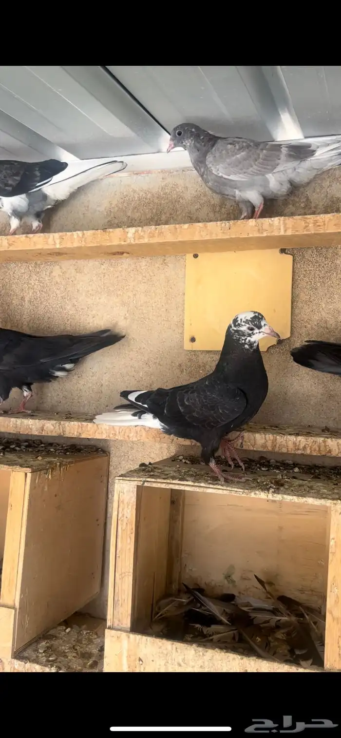 طبات حمام قطيفي للبيع 3