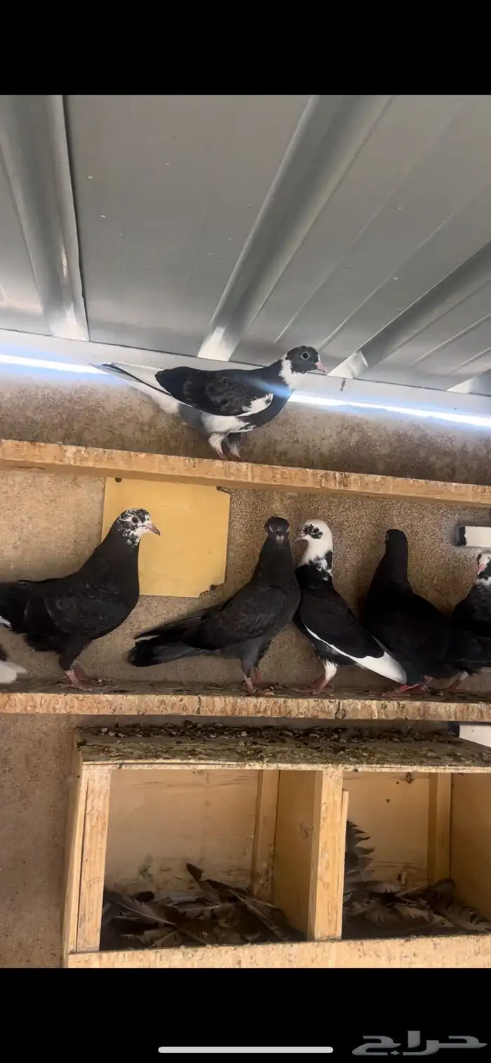 طبات حمام قطيفي للبيع 2