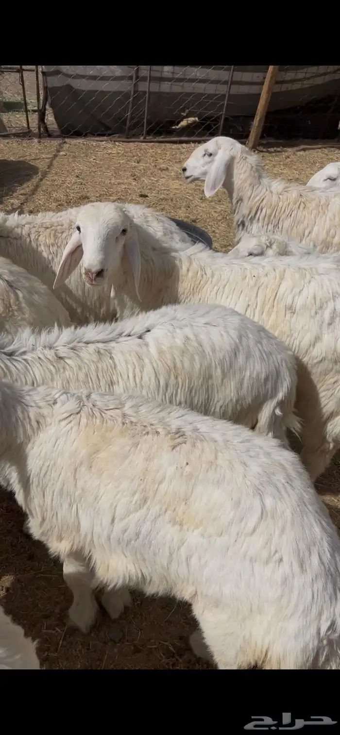 اضاحي حري 1260 1