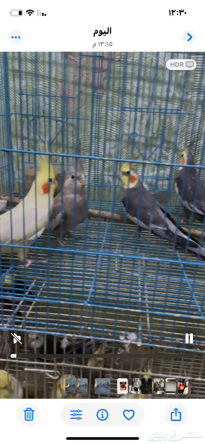 طيور كوكتيل بسعر الجمله 0