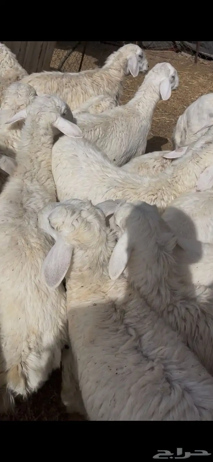 اضاحي حري 1260 3