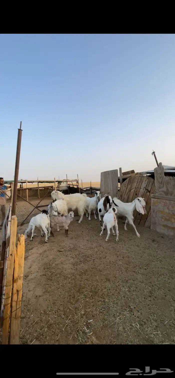 معزا مشاريك رغايث بفحلها 6