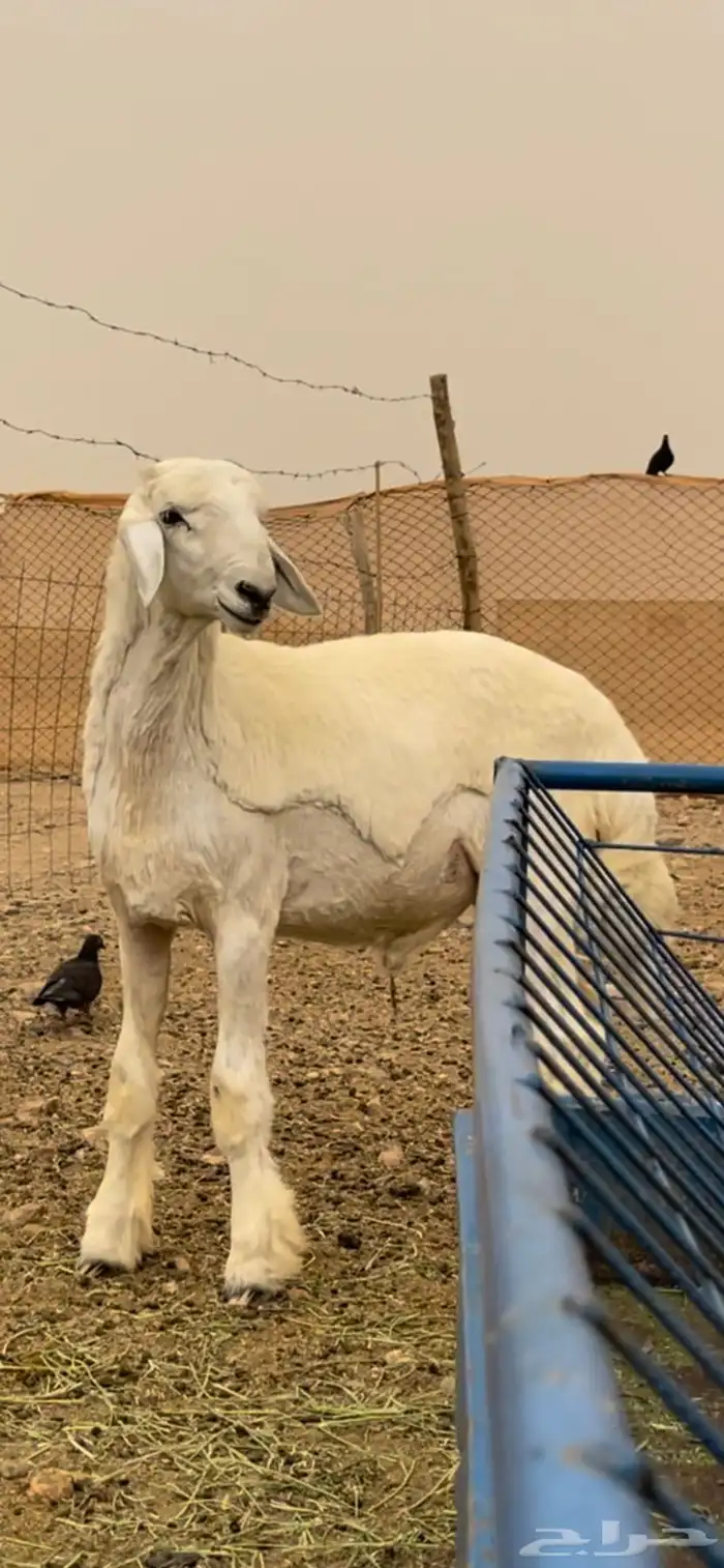 مشروع فحل حري ( تم البيع ) 0