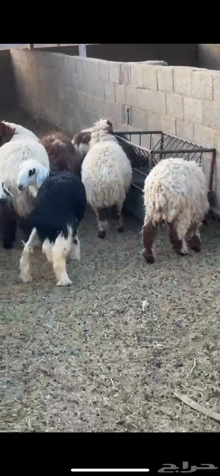 خرفان نعيمي و نجدي 1