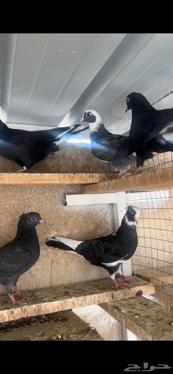 طبات حمام قطيفي للبيع 6