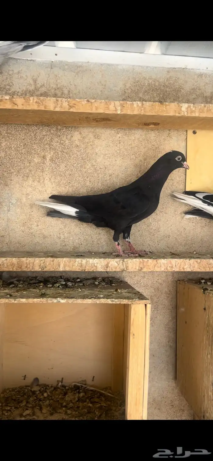 طبات حمام قطيفي للبيع 5