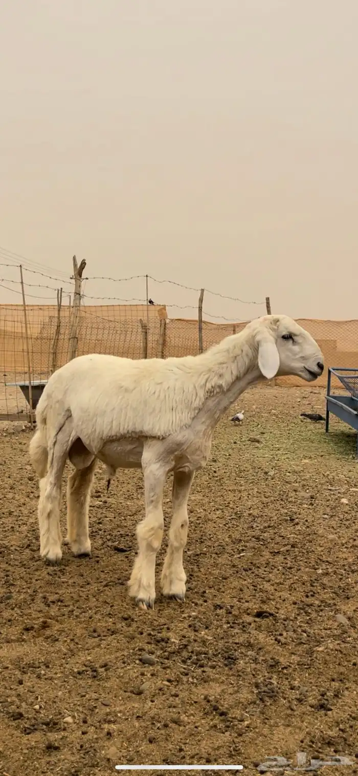 مشروع فحل حري ( تم البيع ) 3