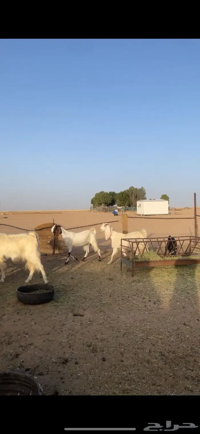 معزا مشاريك رغايث بفحلها 2