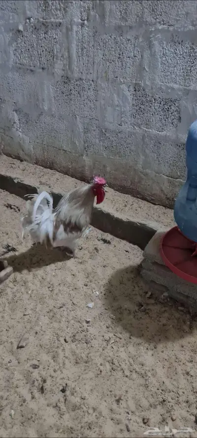 للبيع ديك بلدي 1
