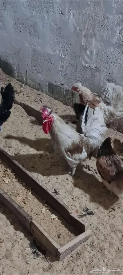 للبيع ديك بلدي 2