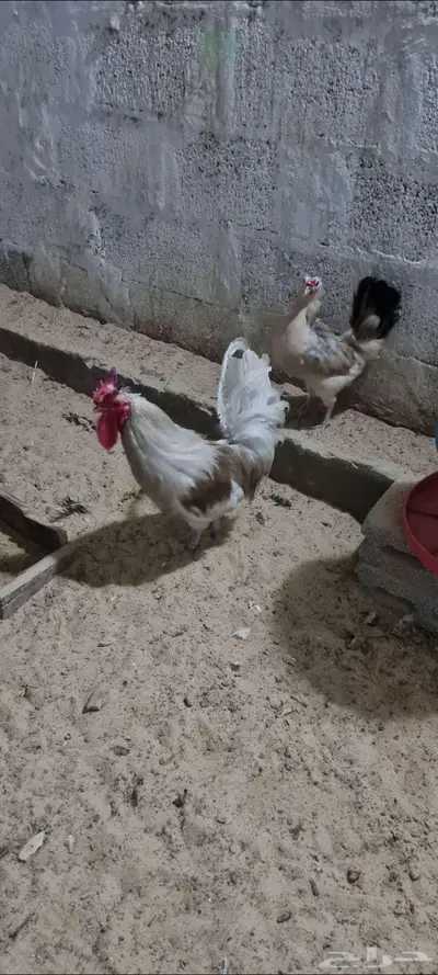 للبيع ديك بلدي 0