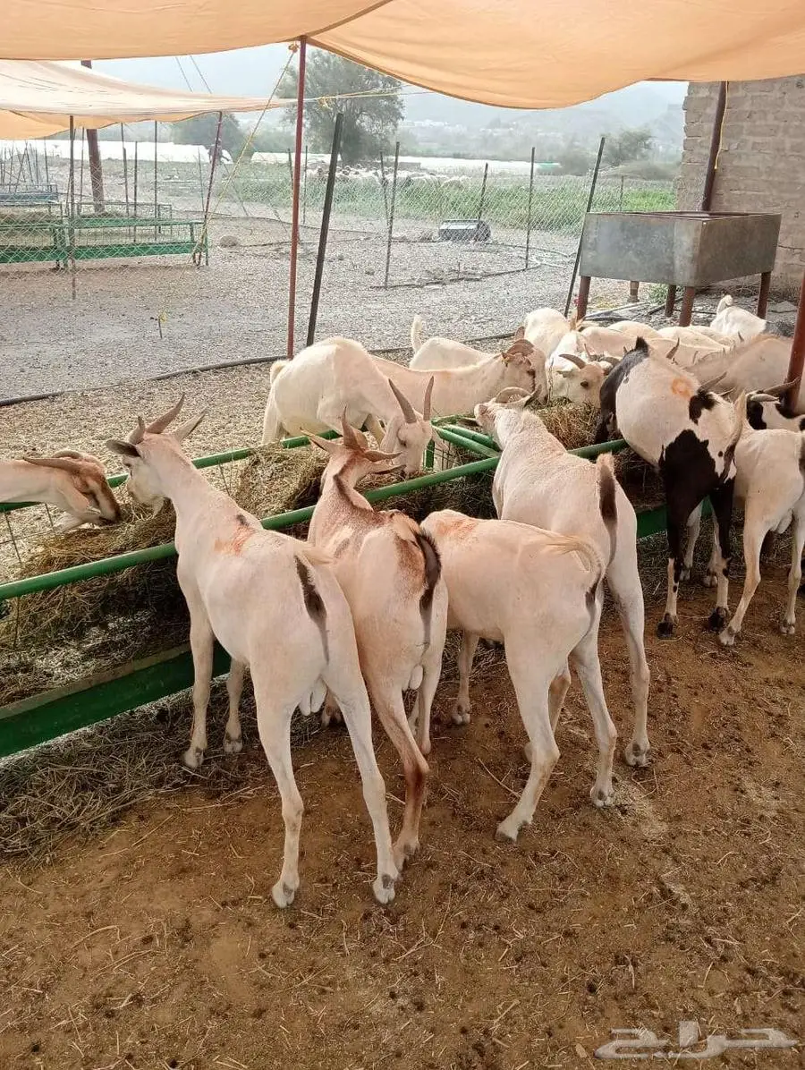 برابر و تيوس مرابي شهرين و نصف 7