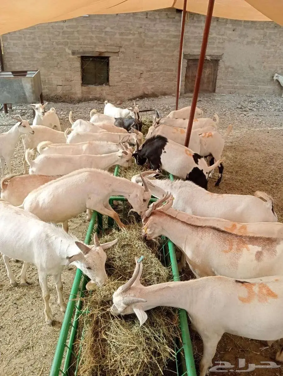 برابر و تيوس مرابي شهرين و نصف 1