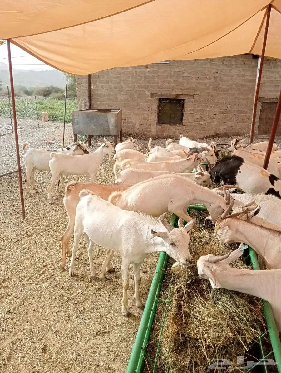 برابر و تيوس مرابي شهرين و نصف 0