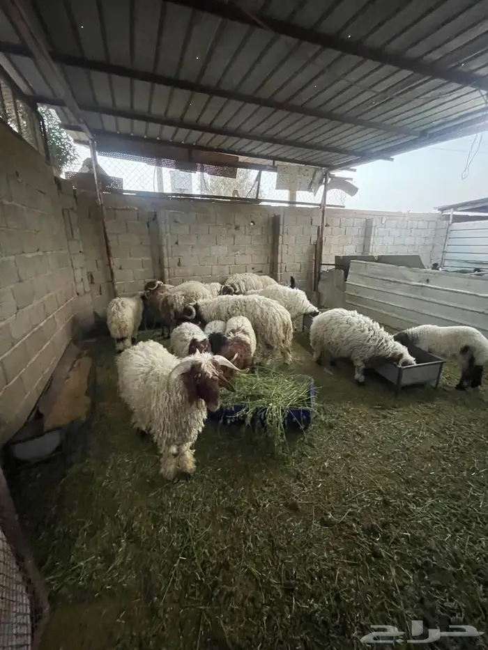 ضحايا نعيمي بلدي طيبة ( تم البيع ) 2