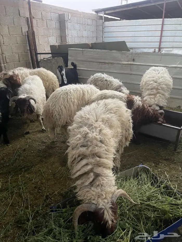 ضحايا نعيمي بلدي طيبة ( تم البيع ) 0