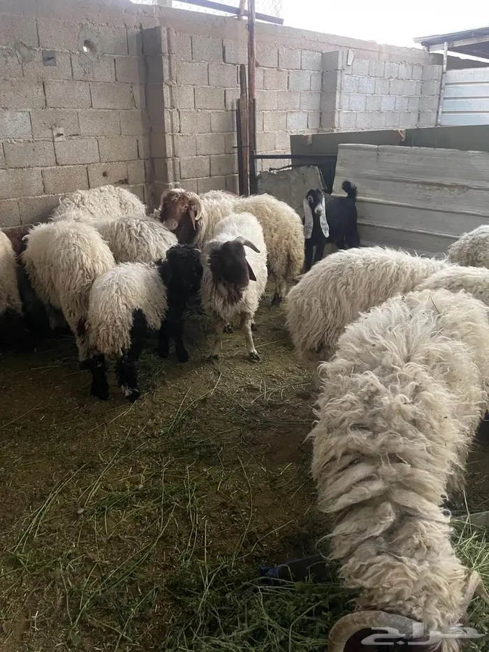 ضحايا نعيمي بلدي طيبة ( تم البيع ) 1