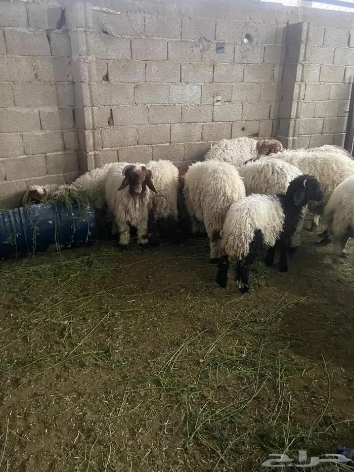 ضحايا نعيمي بلدي طيبة ( تم البيع ) 3