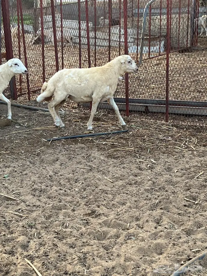 مشروع فحل صنف واضحيه 0