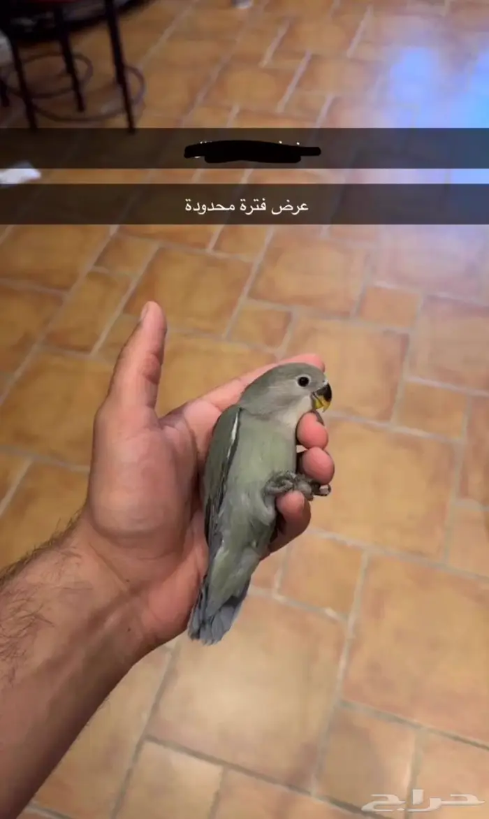 طير ( فرخ ) روز للبيع 0