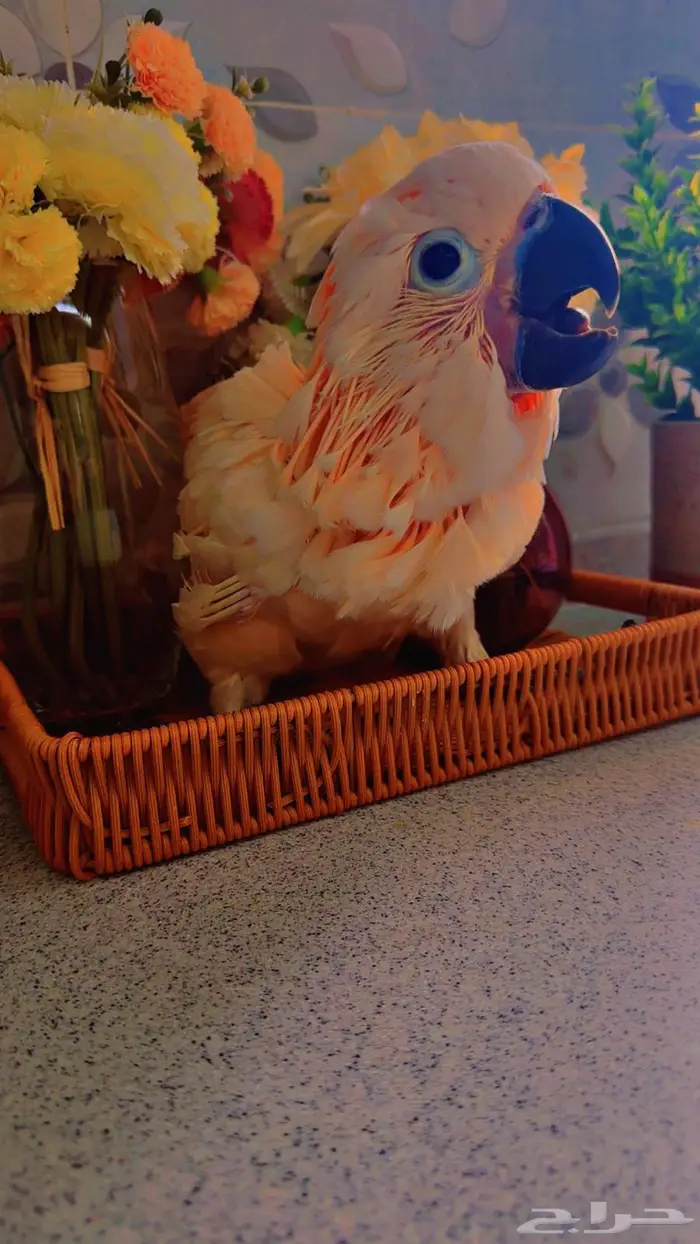 فرخ كوكاتو ملوكان غر حجم خيالي تم البيع 1